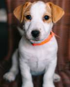  Cuccioli di Jack Russell