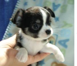 cuccioli Chihuahua 