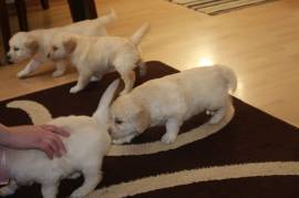 Cuccioli di Golden Retriever disponibili ora