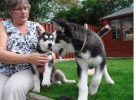 Disponibili cuccioli di Siberian Husky sani