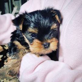 Cuccioli di Yorkshire Terrier in vendita