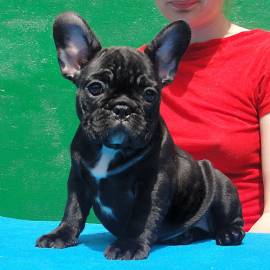 Disponibile bellissima cucciola di Bulldog Francese
