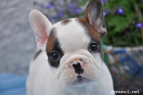 cuccioli di Bulldogg Inglese
