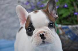 cuccioli di Bulldogg Inglese
