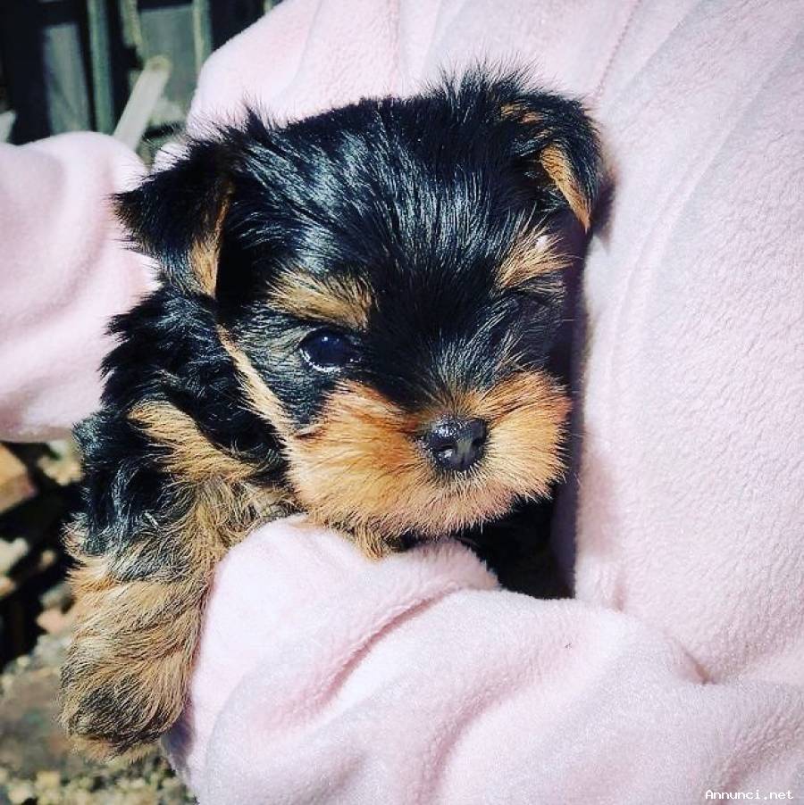 Cuccioli di Yorkshire Terrier