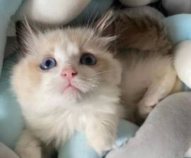 Gatti Ragdoll