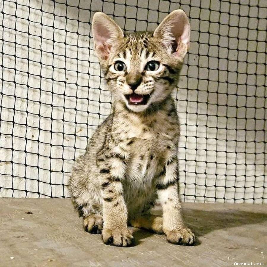 Disponibili splendidi cuccioli di Serval e savannah