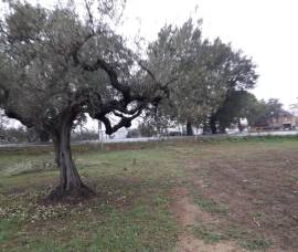 Cepagatti (PE) terreno edificabile in vendita.