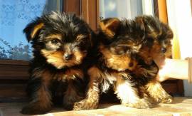 YORKSHIRE TERRIER