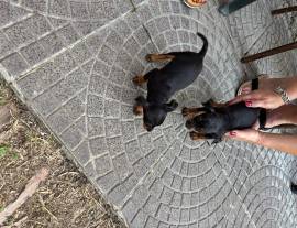 Cuccioli Pinscer nano