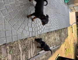 Cuccioli Pinscer nano