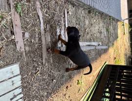 Cuccioli Pinscer nano