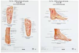  Piedi sani e benessere psicofisico - Riflessologia plantare 