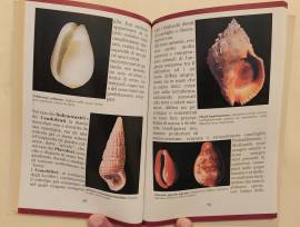 Conchiglie & Fossili di Luca Vergassola Editoriale Zeus, La Spezia 2001