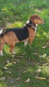Bruno non é un Beagle non è un Bassotto