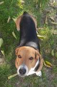 Bruno non é un Beagle non è un Bassotto