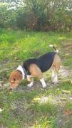 Bruno non é un Beagle non è un Bassotto
