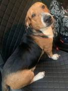 Bruno non é un Beagle non è un Bassotto