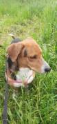 Bruno non é un Beagle non è un Bassotto