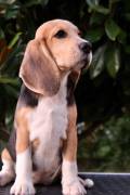Cucciola di Beagle Cucciola di Beagle