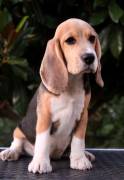 Cucciola di Beagle Cucciola di Beagle