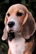 Cucciola di Beagle Cucciola di Beagle
