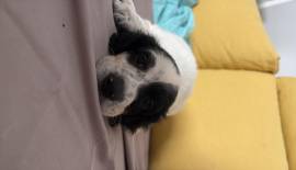 Cuccioli setter inglese Cuccioli setter inglese
