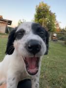 Cuccioli setter inglese Cuccioli setter inglese