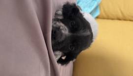 Cuccioli setter inglese Cuccioli setter inglese