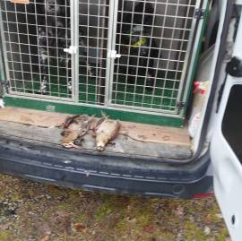 cucciolo setter inglese cucciolo setter inglese