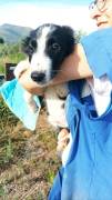 Golia cucciolo