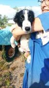 Golia cucciolo Golia cucciolo