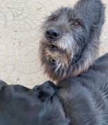 Barbetto spinone