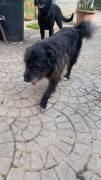 Barbetto spinone
