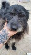 Barbetto spinone