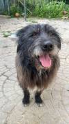 Barbetto spinone