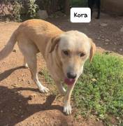 Kora simil labrador Kora simil labrador