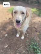 Kora simil labrador Kora simil labrador