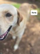 Kora simil labrador Kora simil labrador