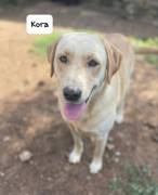 Kora simil labrador Kora simil labrador