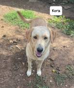 Kora simil labrador 