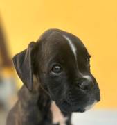 cuccioli di BOXER
