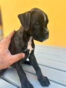cuccioli di BOXER