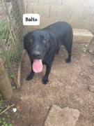 Balto simil labrador 