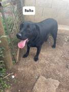 Balto simil labrador 