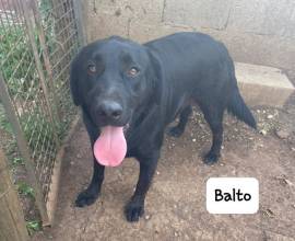 Balto simil labrador 