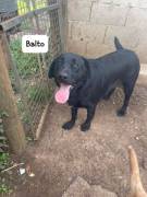 Balto simil labrador 