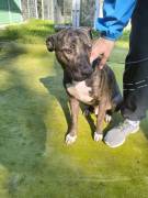 Apollo simil amstaff Apollo simil amstaff