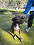Apollo simil amstaff Apollo simil amstaff
