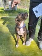 Apollo simil amstaff Apollo simil amstaff